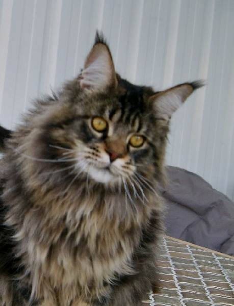 Maine Coon - Ranger Sans Affixe