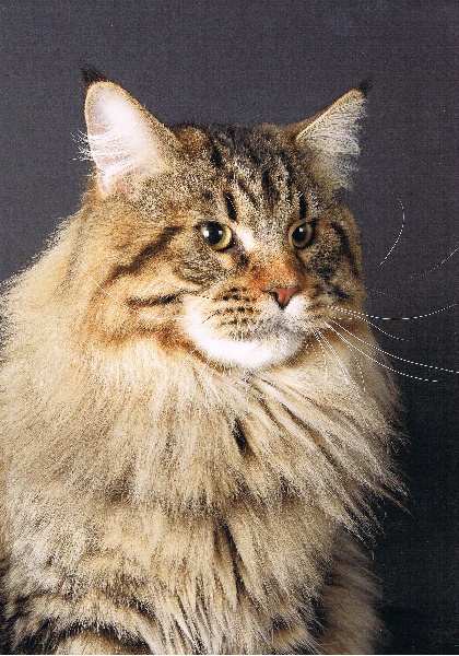 Maine Coon - CH. Gustave lechat  chabada's land