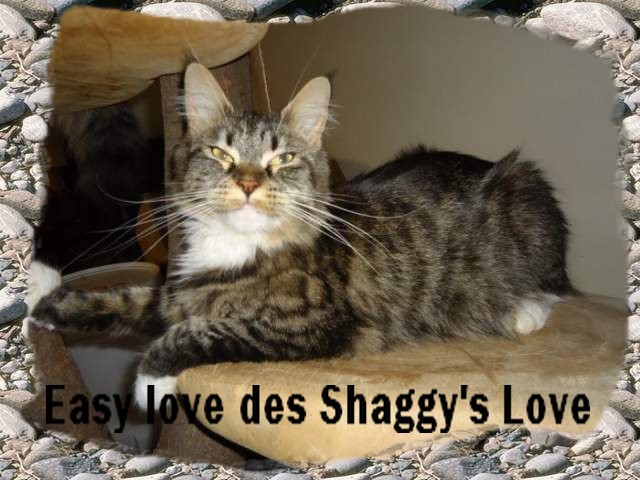 Maine Coon - Easy love des shaggy's love
