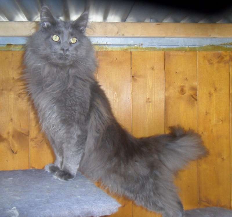 Maine Coon - Hatchoum de petite léopoldine