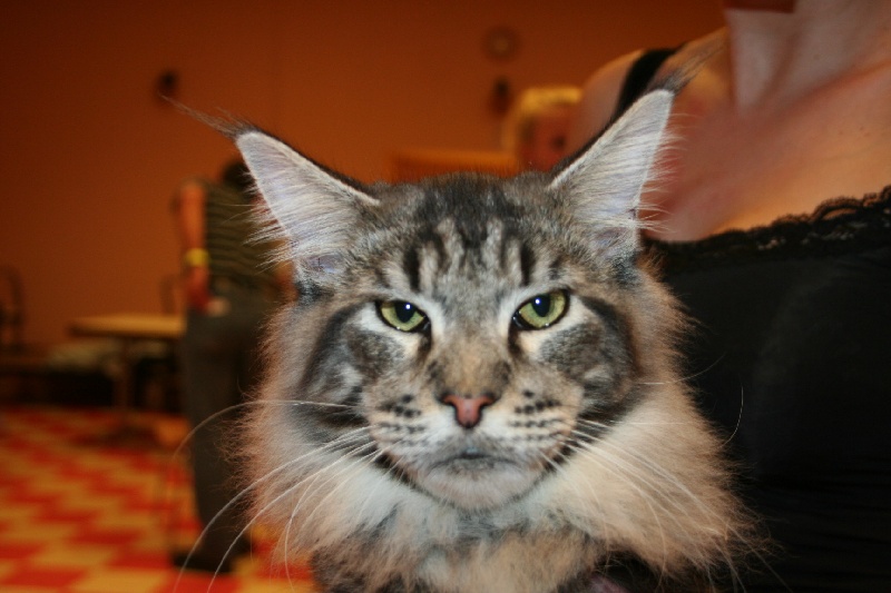 Maine Coon - Crausacoon Dikenns hiboux du maine