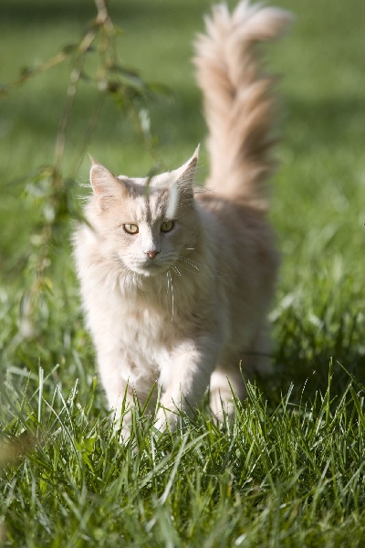 Maine Coon - CH. big giants Big Giant's Bon Jovi