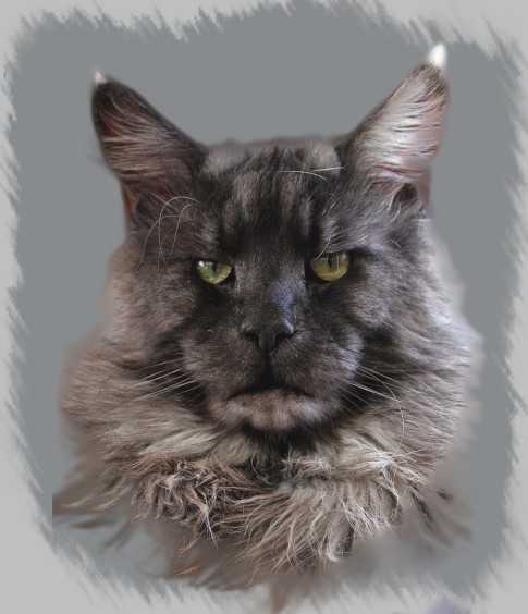 Maine Coon - CH. mainefield's I am prince