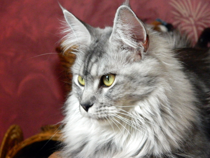Maine Coon - Hestia D'aigrefeuille