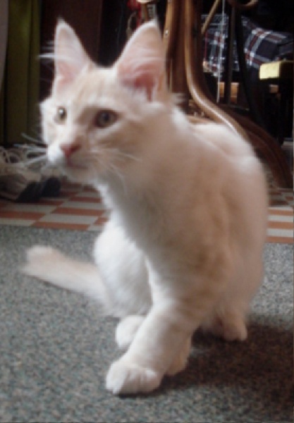 Maine Coon - Gedeon du Grand Meaulnes
