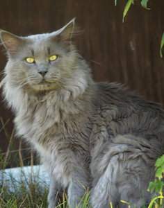 Maine Coon - CH. Geronimo cabotcove coon