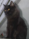 Maine Coon - Hexenkind of find us