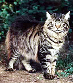 Maine Coon - CH. Willowplace torchmarck of Cartoonland's