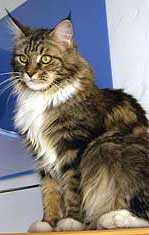 Maine Coon - coralcoon Athena