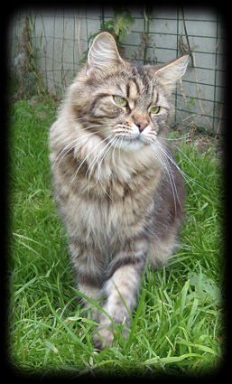 Maine Coon - Diapente des coons du chassin