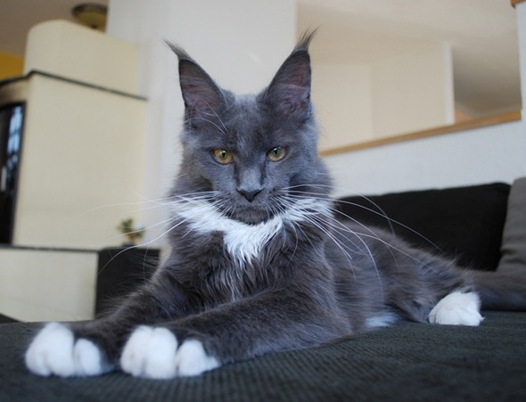 Maine Coon - langstteich's Sexy pandora blue