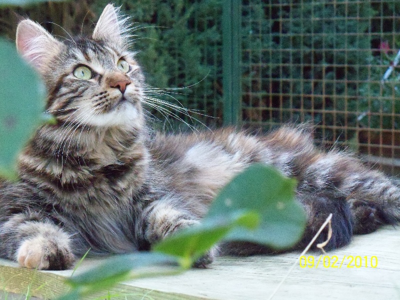 Maine Coon - Eileen de l'oriflamme