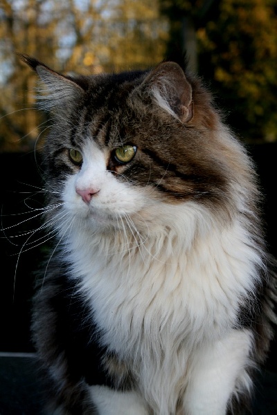 Maine Coon - CH. timbervalley Manitou