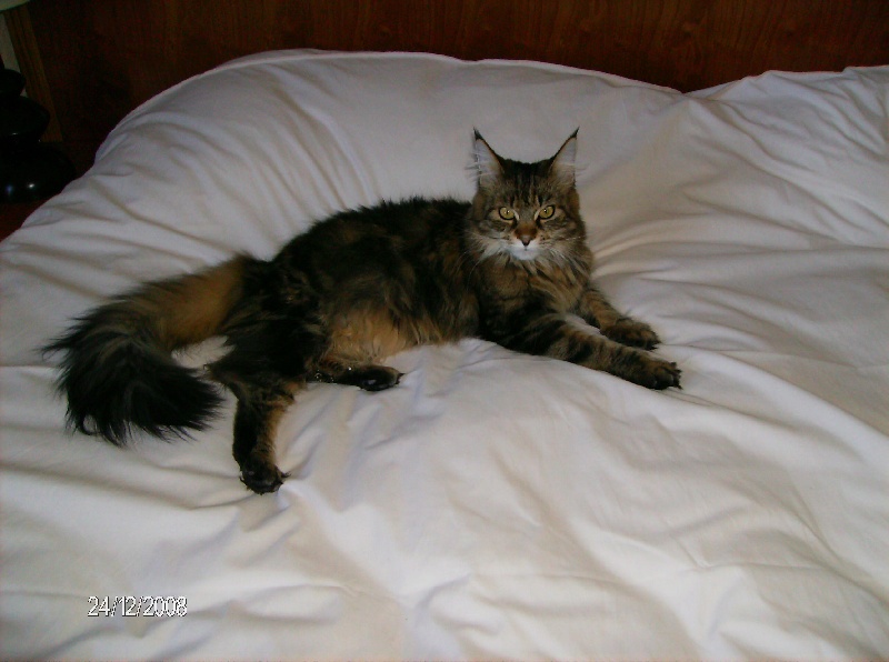 Maine Coon - CH. Titre Initial Almageste bonnie girl