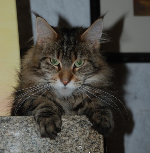 Maine Coon - almageste Canope
