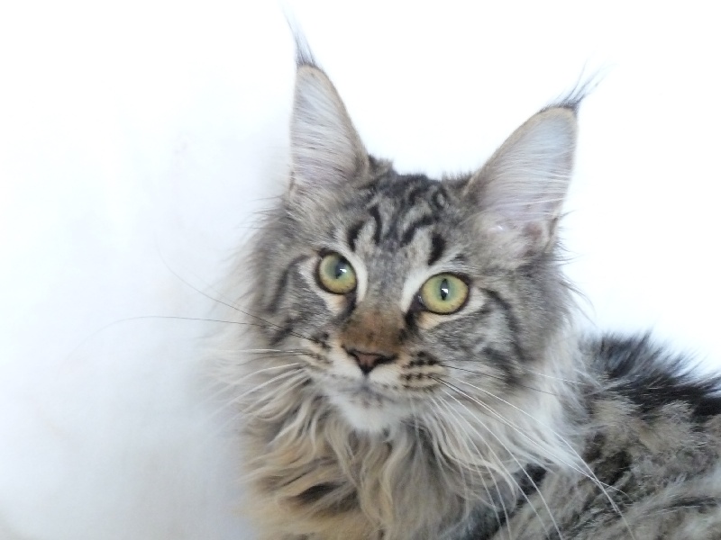 Maine Coon - summerplace Chichi