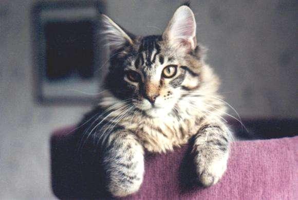 Maine Coon - CH. Killjoy of kennebec river