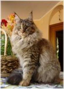 Maine Coon - sebasco's Nova scotia