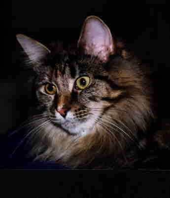 Maine Coon - lovehulen's Honky tonk wooman