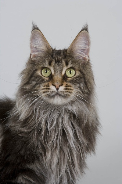 Maine Coon - Voussa de petite léopoldine