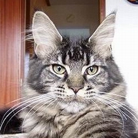 Maine Coon - tipsntails Quickstep