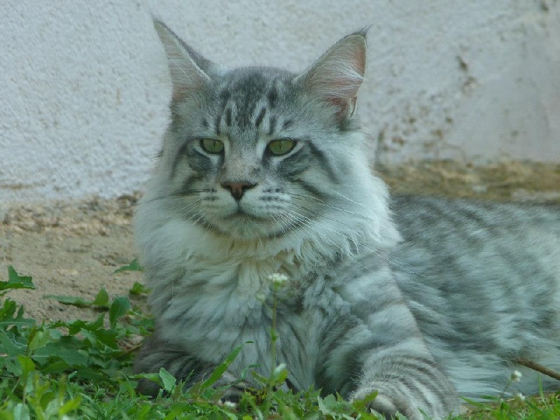 Maine Coon - Hadès Du Petit Mas