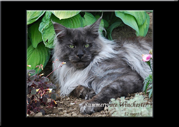 Maine Coon - summerplace Winchester