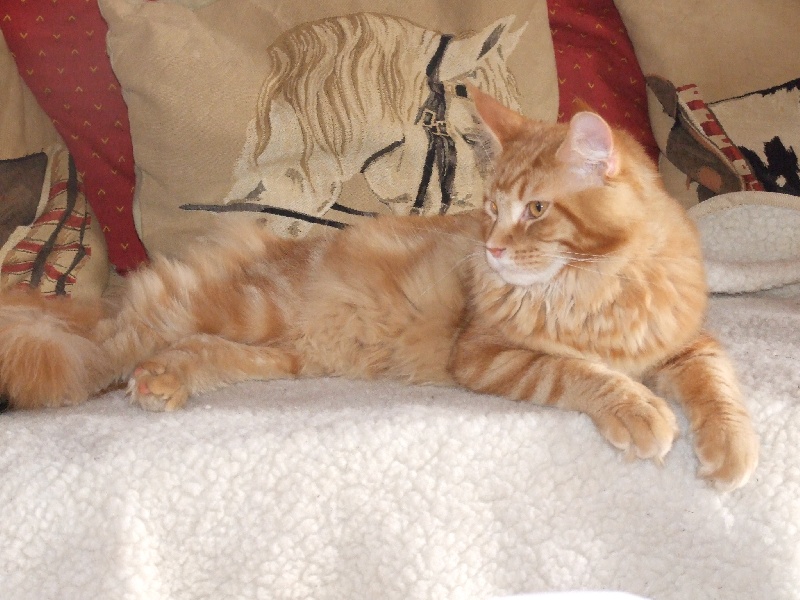 Maine Coon - arch'coon'gel fantastic mister fox Fantastic mister fox
