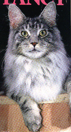 Maine Coon - calicoon Prince vaillant
