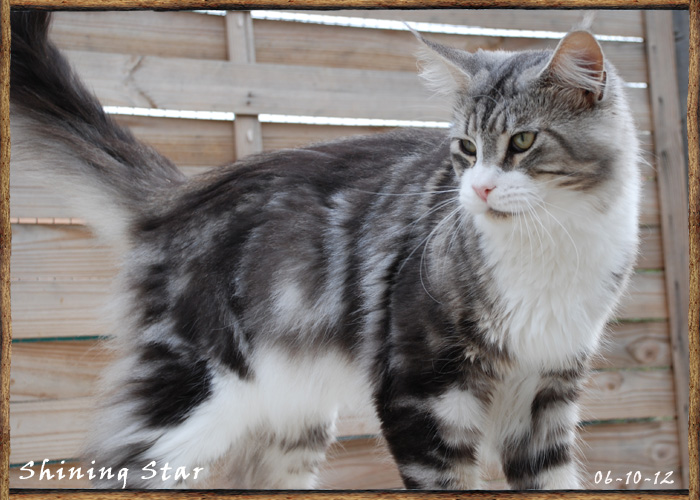 Maine Coon - tipsntails Shining star