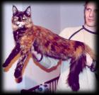 Maine Coon - honey hill Flower power
