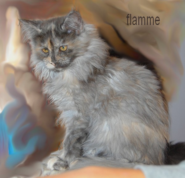 Maine Coon - Flamme the eyes of hope