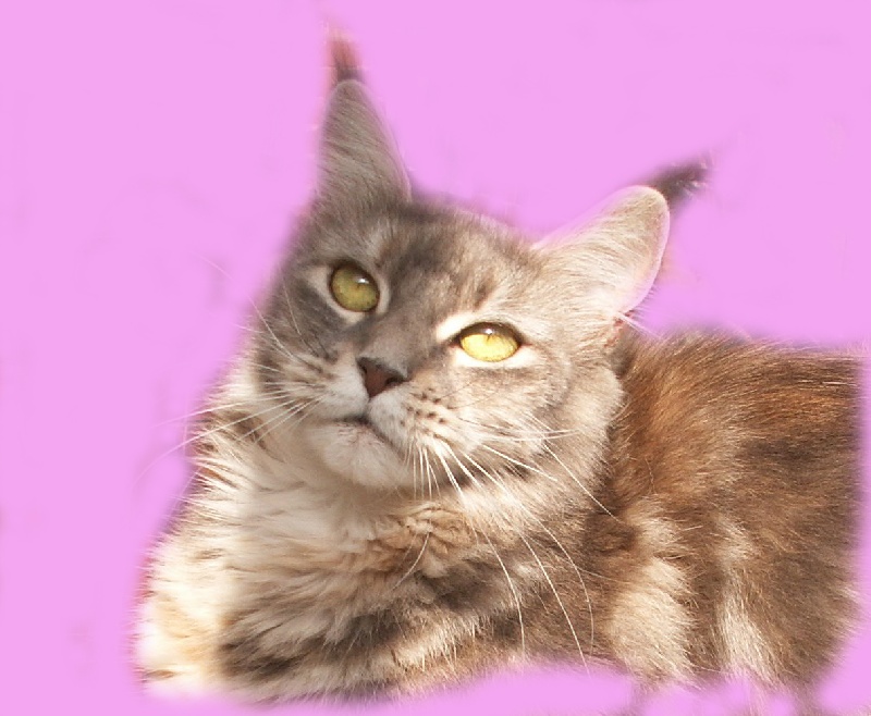 Maine Coon - Diva De l' Love coon's cave