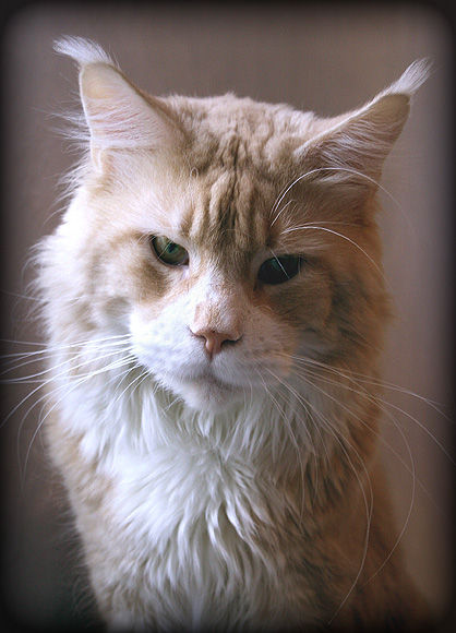 Maine Coon - CH. Inter. little john of chamberlain