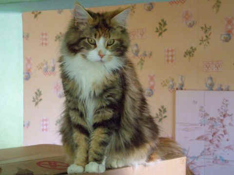Maine Coon - timaracoon's Red-rhapsody