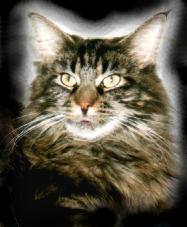 Maine Coon - CH. Eliza ll of starbushway