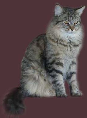 Maine Coon - Oakley lady mary