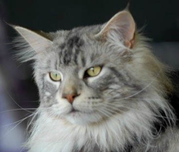 Maine Coon - CH. Falésia De l' Love coon's cave