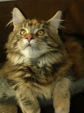 Maine Coon - Buffy of corthijscats