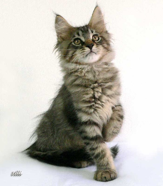 Maine Coon - coonity Vasa