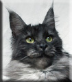 Maine Coon - summerplace Amelie