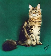 Maine Coon - CH. coonyham Surfer dude