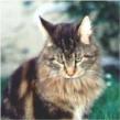 Maine Coon - CH. Desperado of snow mountain