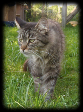 Maine Coon - Dictee des coons du chassin