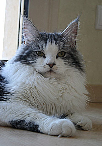 Maine Coon - CH. bigsinclairs Cera Int.