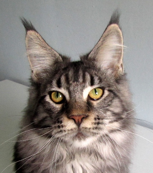 Maine Coon - country gulliver's Milord best