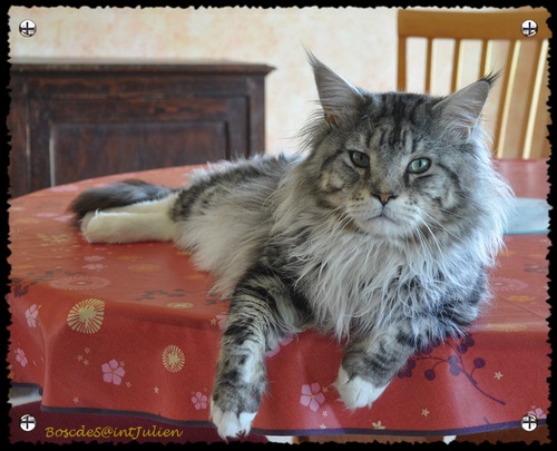 Maine Coon - Silver moon of kitty crazy