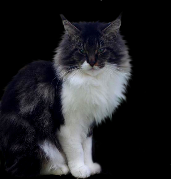 Maine Coon - Harley Davidson glamerous giant