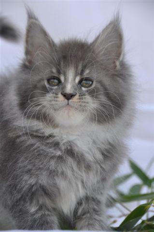 Maine Coon - Goka de petite léopoldine