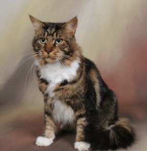 Maine Coon - CH. Destin des alizés cocoon'in